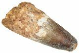 Fossil Spinosaurus Tooth - Feeding Worn Tip #348616-1